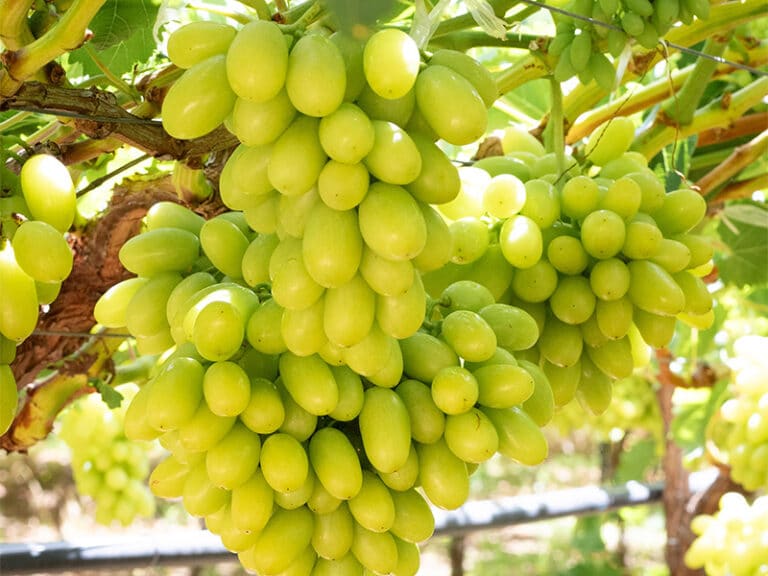 Table Grape Eating Table Grapes - TopFruit
